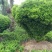 雀舌黄杨，专业种植自产自销，量大从优，树龄65年大树