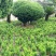 雀舌黄杨，专业种植自产自销，量大从优，树龄65年大树