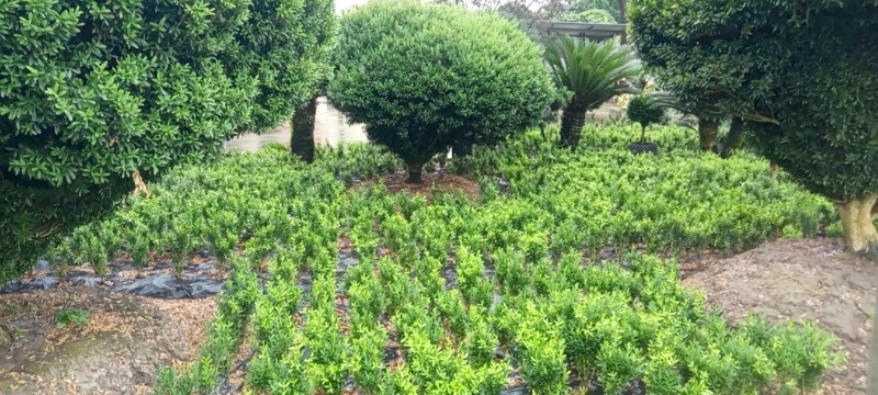 雀舌黄杨，专业种植自产自销，量大从优，树龄65年大树
