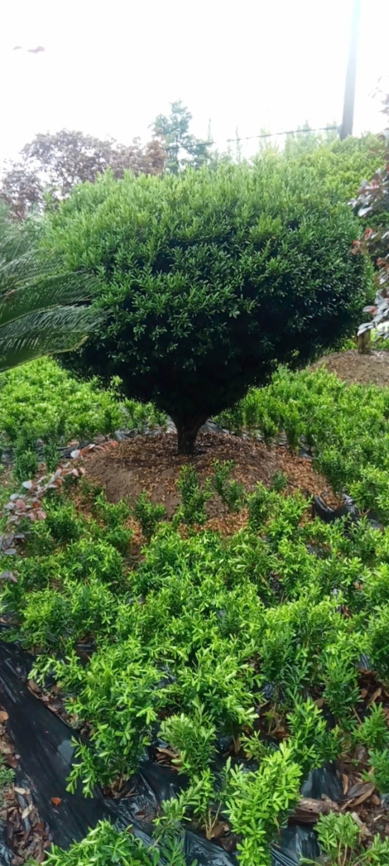 雀舌黄杨，专业种植自产自销，量大从优，树龄65年大树