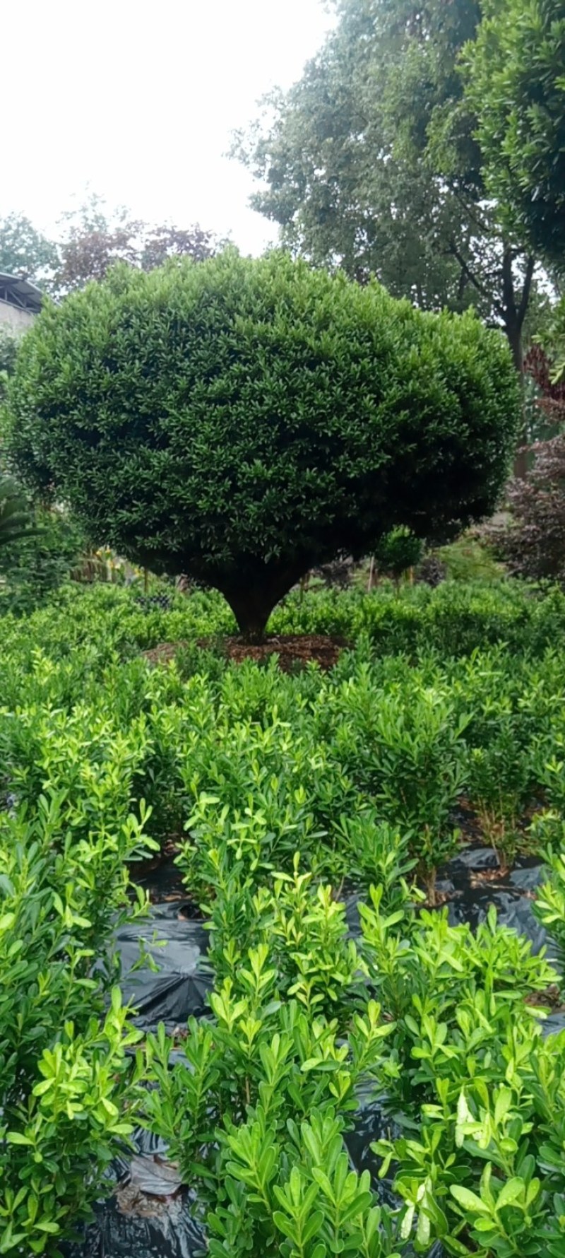 雀舌黄杨，专业种植自产自销，量大从优，树龄65年大树