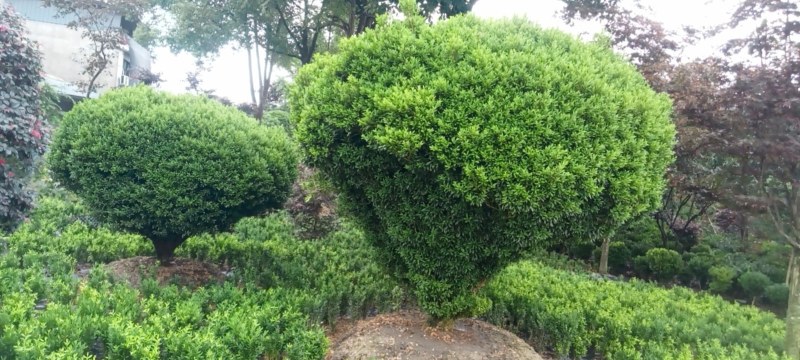 雀舌黄杨，专业种植自产自销，量大从优，树龄65年大树