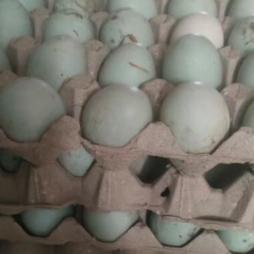 鲜鸭蛋🥚