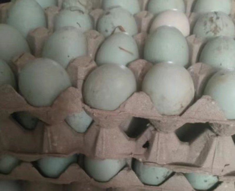 鲜鸭蛋🥚