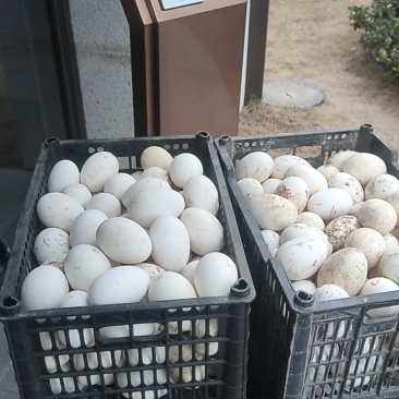 大白鹅蛋