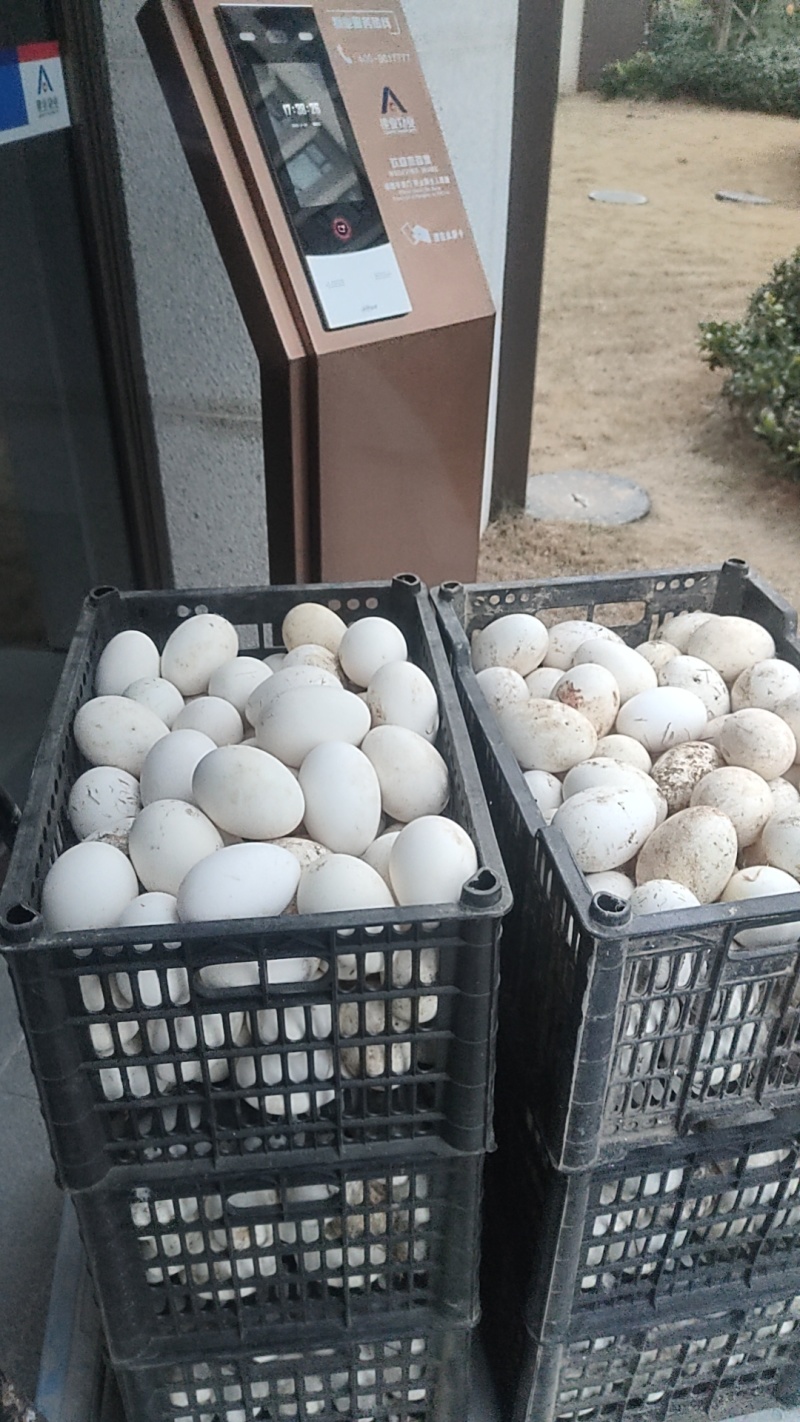 大白鹅蛋