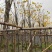 黄花风铃木3-12分，大量低价出售