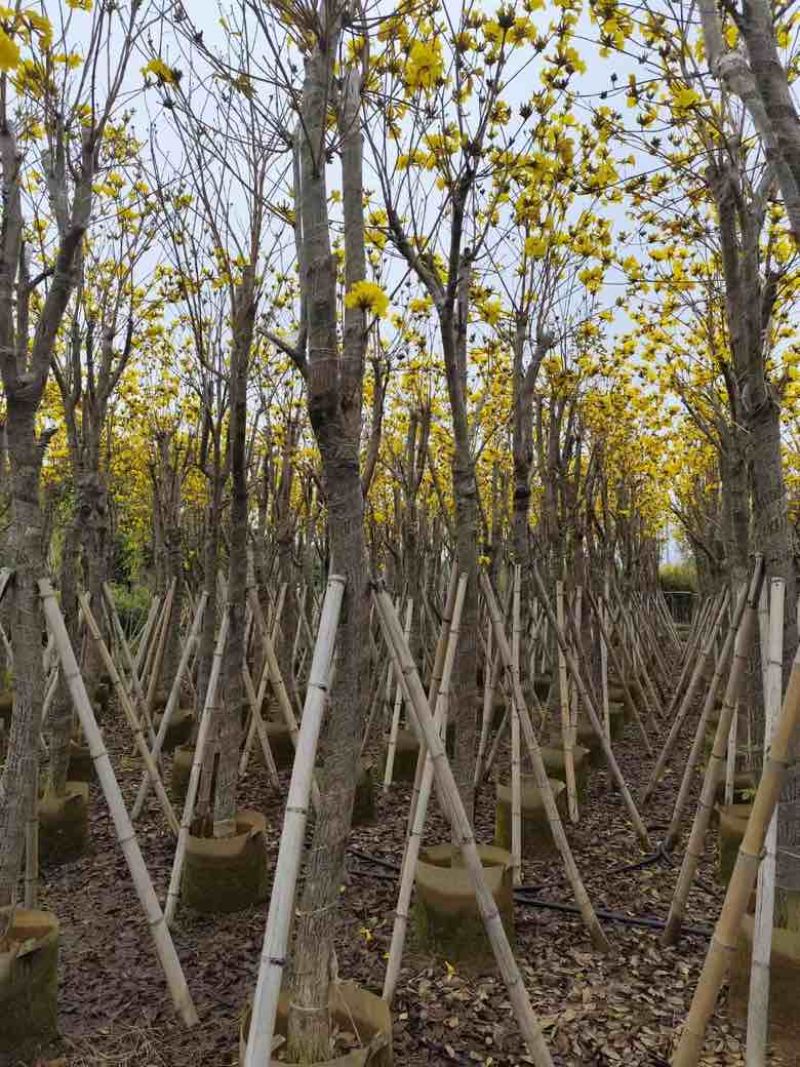 黄花风铃木3-12分，大量低价出售