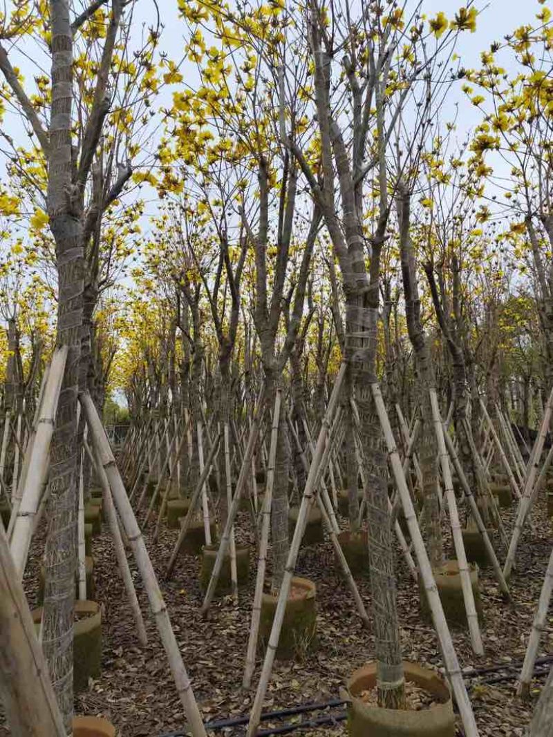 黄花风铃木3-12分，大量低价出售