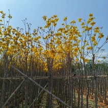 黄花风铃木3-12分，大量低价出售