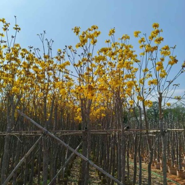 黄花风铃木3-12分，大量低价出售