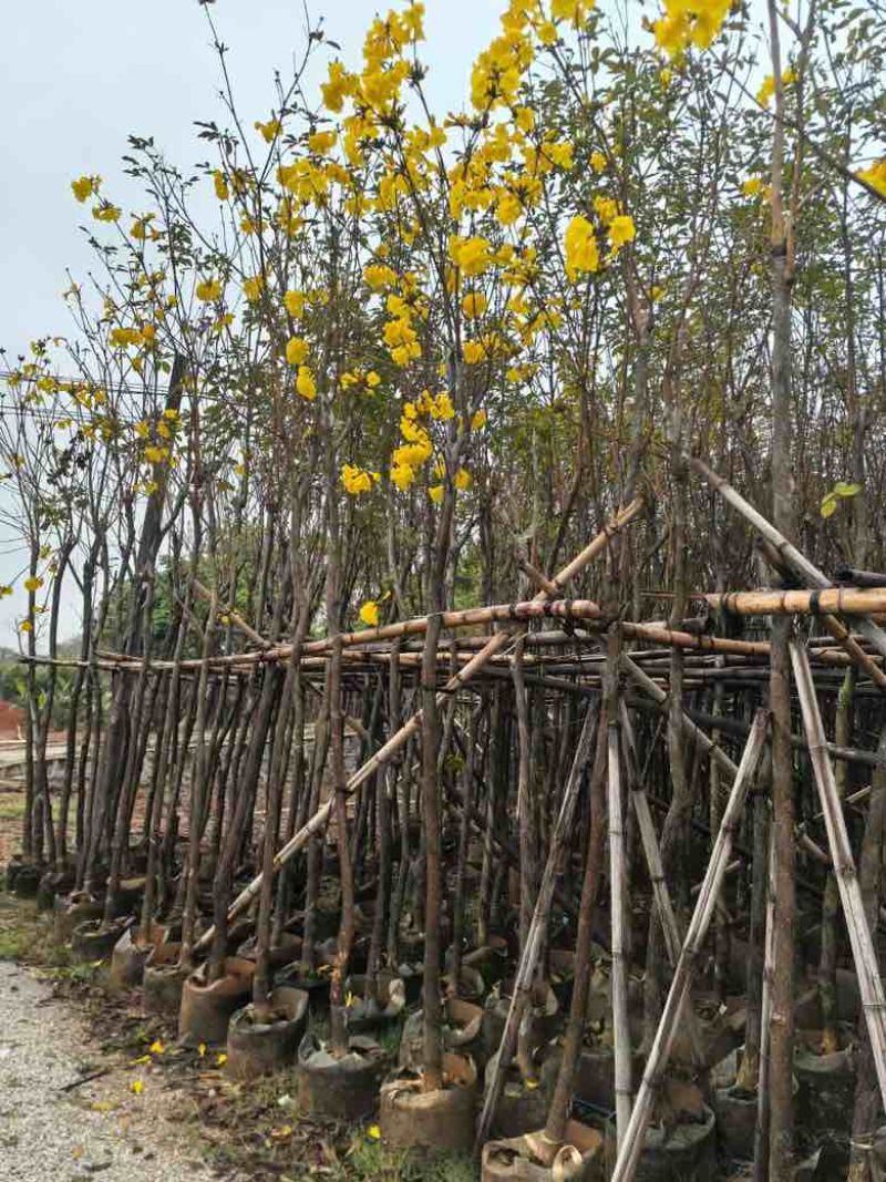 黄花风铃木3-12分，大量低价出售