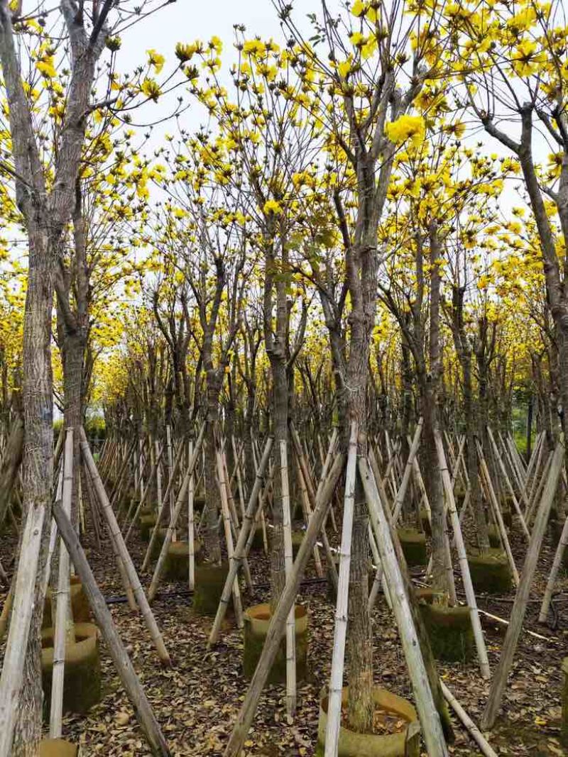 黄花风铃木3-12分，大量低价出售