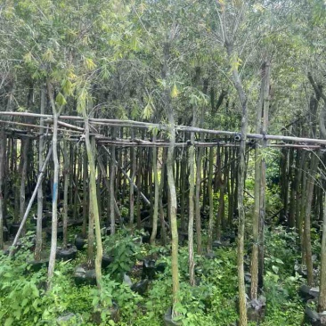 红千层(串钱柳)3-15分，大量低价出售