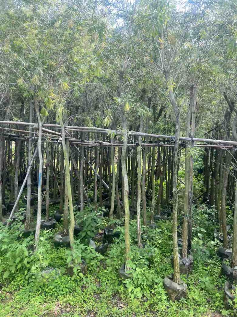 红千层(串钱柳)3-15分，大量低价出售