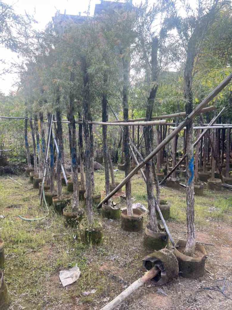 红千层(串钱柳)3-15分，大量低价出售