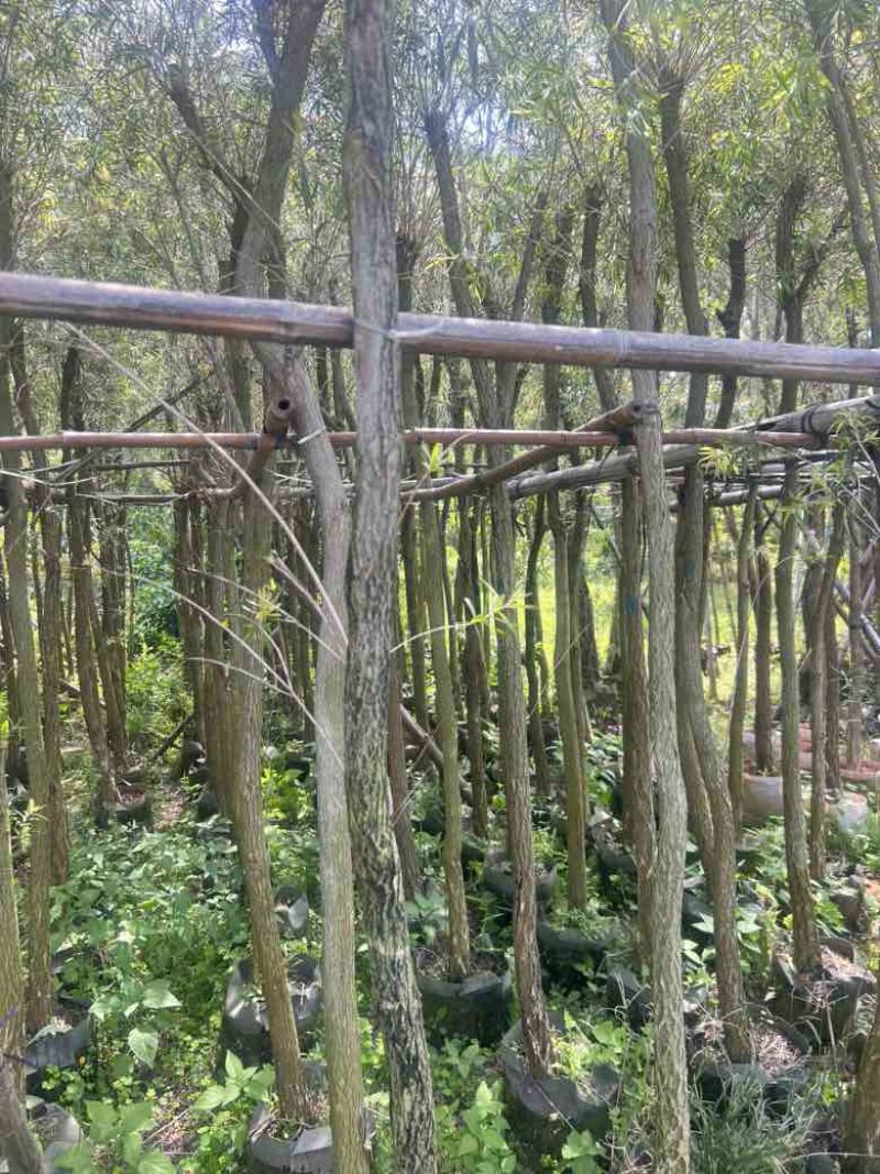 红千层(串钱柳)3-15分，大量低价出售