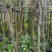 红千层(串钱柳)3-15分，大量低价出售