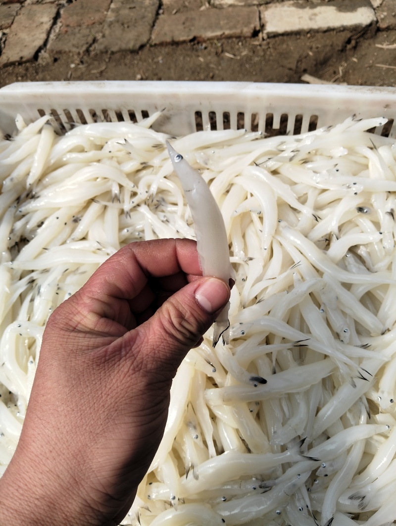 精品银鱼一公斤120条，解冻质量，解冻净重。