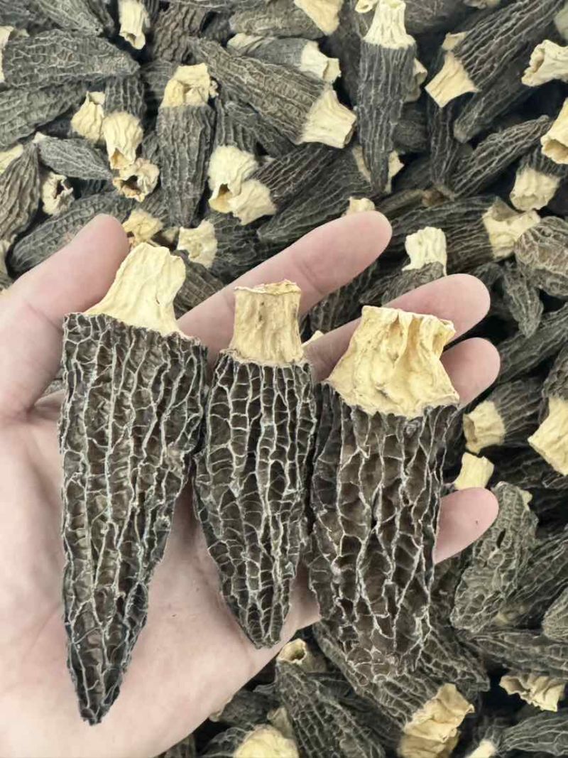 羊肚菌产地批发
