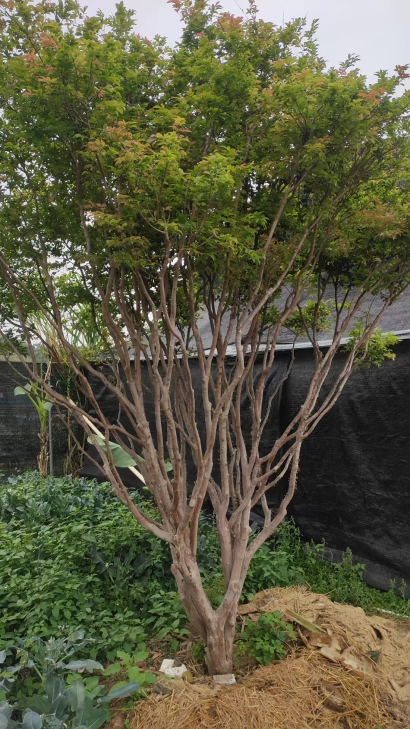 嘉宝果大树