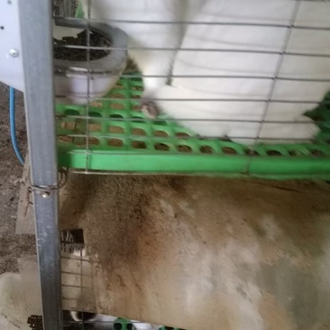 肉兔
