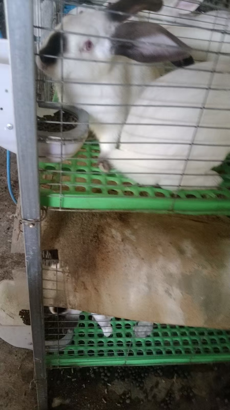 肉兔