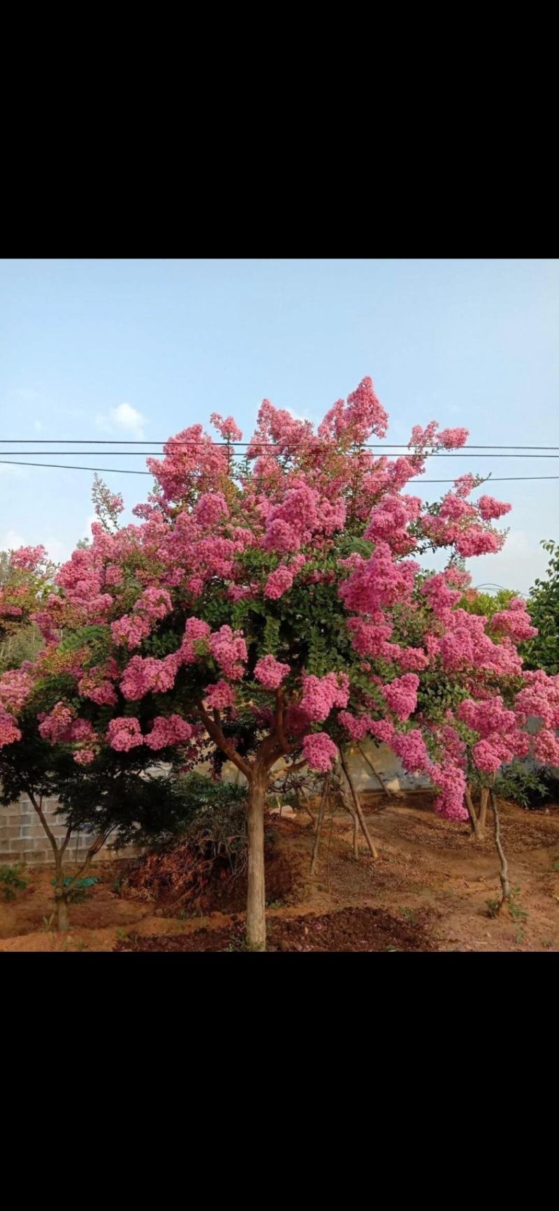 紫薇树