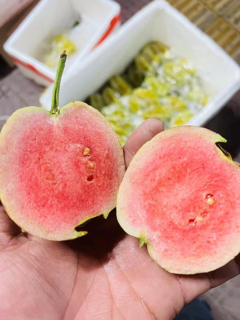 红宝石芭乐，红宝石番石榴