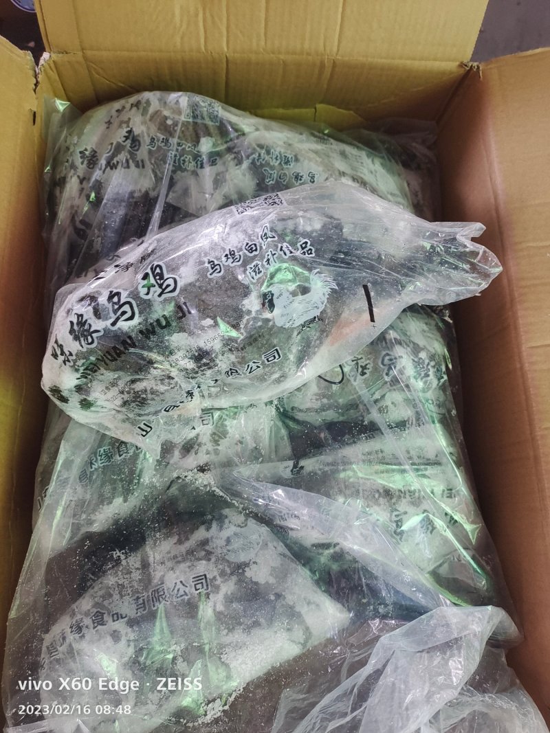 乌鸡最新日期！现场实拍！如有需要请联系腾惠业务员！
