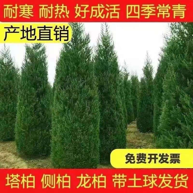 塔柏树苗绿化苗木基地直销