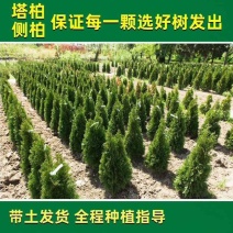塔柏树苗绿化苗木基地直销