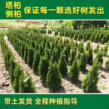塔柏树苗绿化苗木基地直销