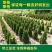 塔柏树苗绿化苗木基地直销
