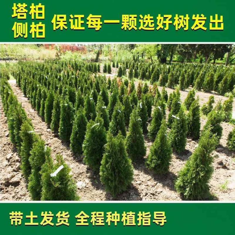 塔柏树苗绿化苗木基地直销