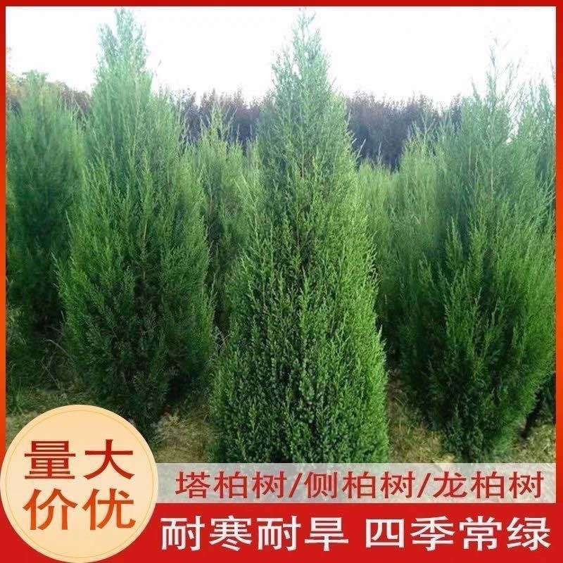 塔柏树苗绿化苗木基地直销