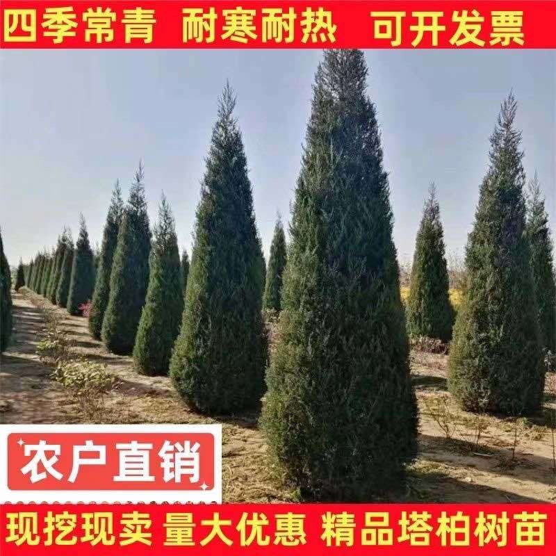 塔柏树苗绿化苗木基地直销