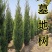 塔柏树苗绿化苗木基地直销