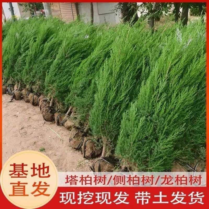 塔柏树苗绿化苗木基地直销