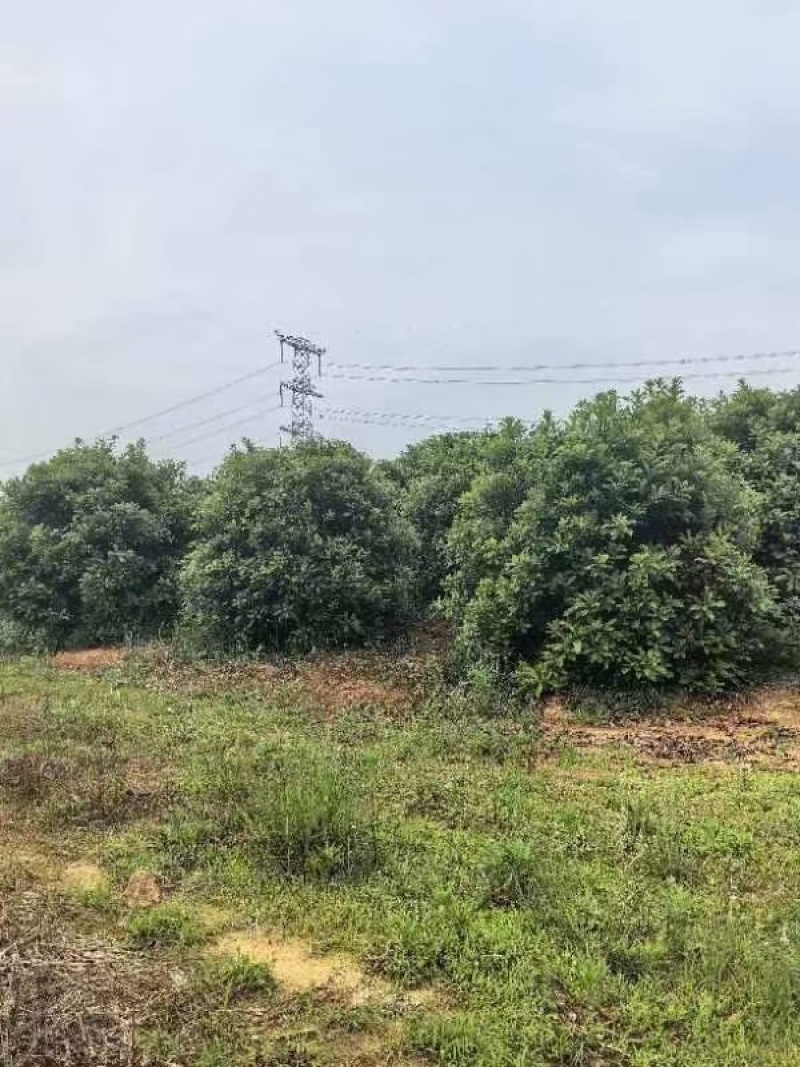 2米一3米冠杨梅树