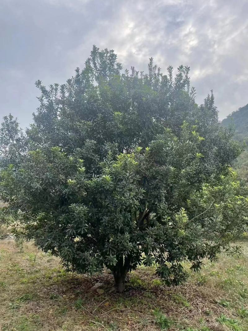 2米一3米冠杨梅树