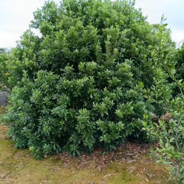 2米一3米冠杨梅树