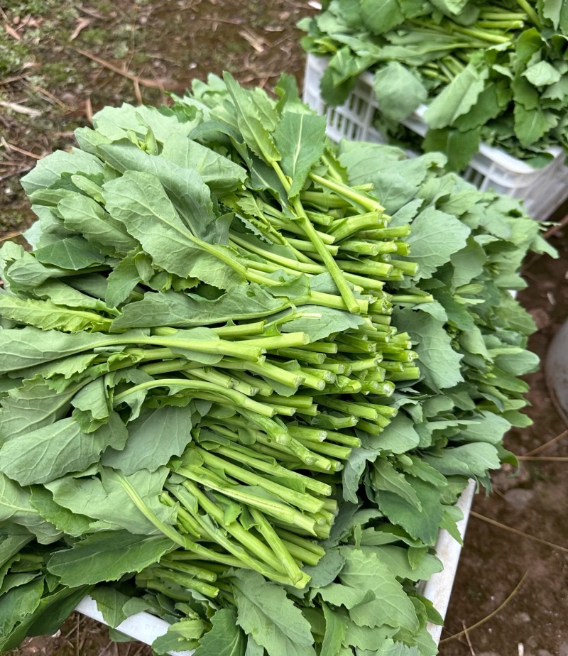 油菜苔