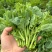 油菜苔