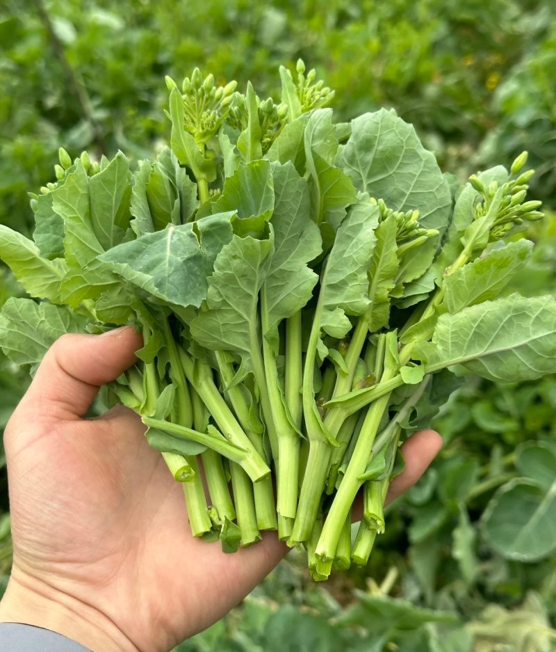 油菜苔