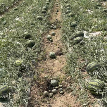 云南露天甜王西瓜🍉