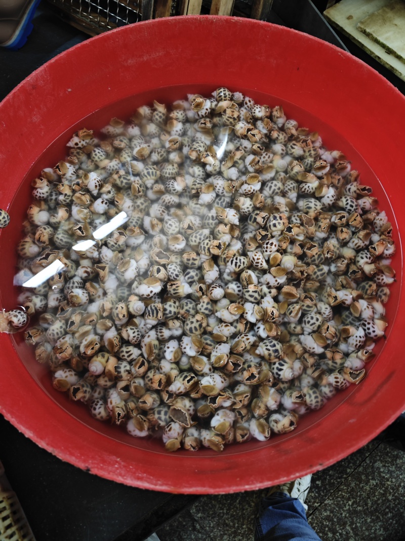 海南文昌花螺