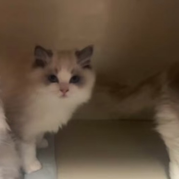 布偶猫