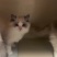 布偶猫