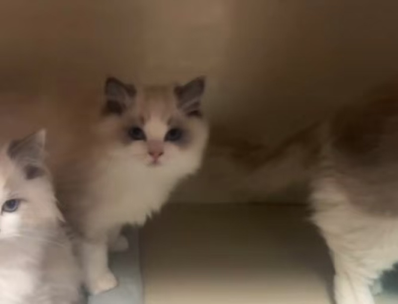 布偶猫